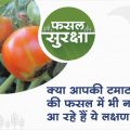 Calcium deficiency Symptoms in tomato plant