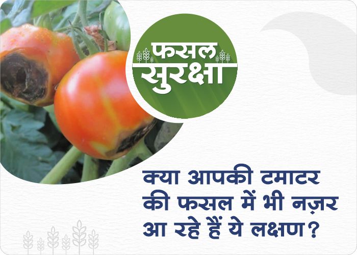 Calcium deficiency Symptoms in tomato plant