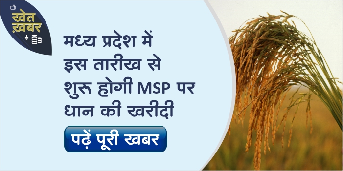 Farmers of MP will be able to sell paddy on MSP from this date, registration process is going on