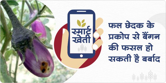 How to protect brinjal crop from fruit borer