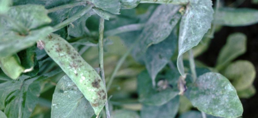 Prevention of Powdery Mildew in Pea crop