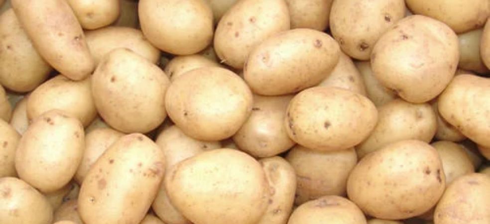 properties and characteristics of improved varieties of potato