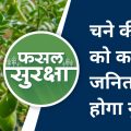 How to manage fungal diseases in gram crop