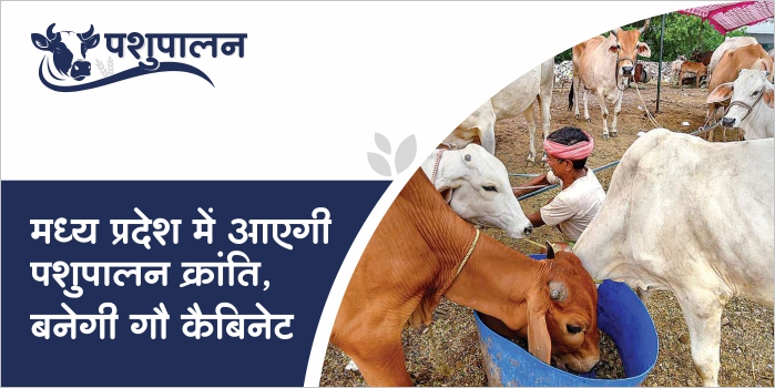 Gau-Cabinet to be developed in MP for development in animal husbandry