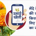 Marigold demand has made it a profitable crop