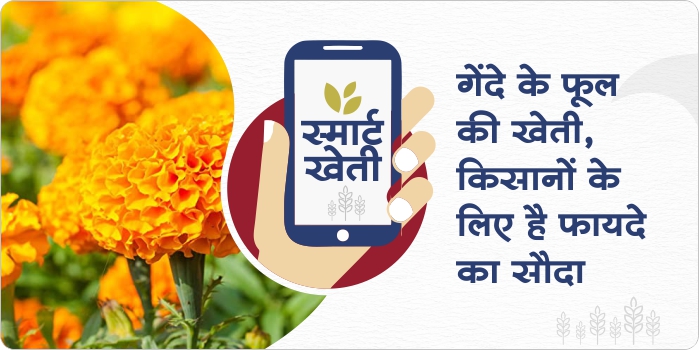 Marigold demand has made it a profitable crop