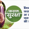 Causes and Prevention for fruit rot in brinjal crops