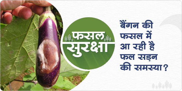 Causes and Prevention for fruit rot in brinjal crops