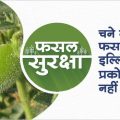 Management to control the green caterpillar in the gram crop