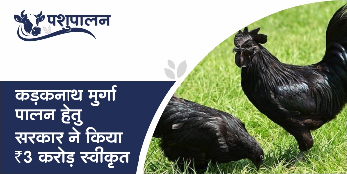 Kadaknath poultry farming scheme