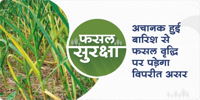 Crop development will be blocked due to untimely rains, know measures for crop growth