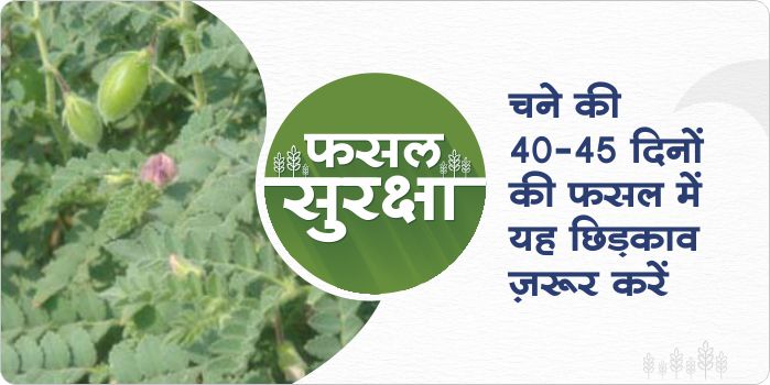 Benefits of spray in gram crop in 40-45 days of sowing