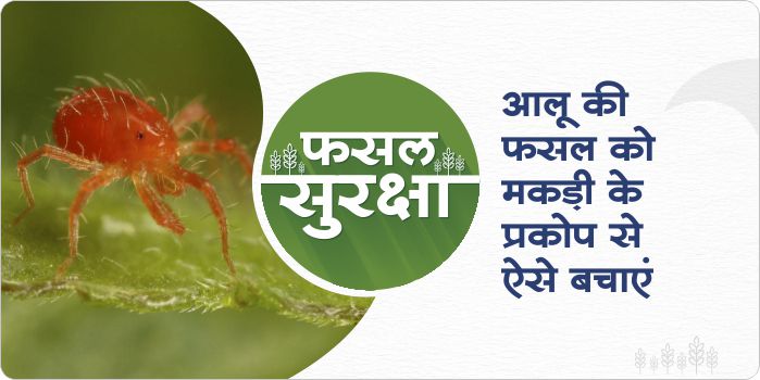 Prevention of mite problem in potato crop