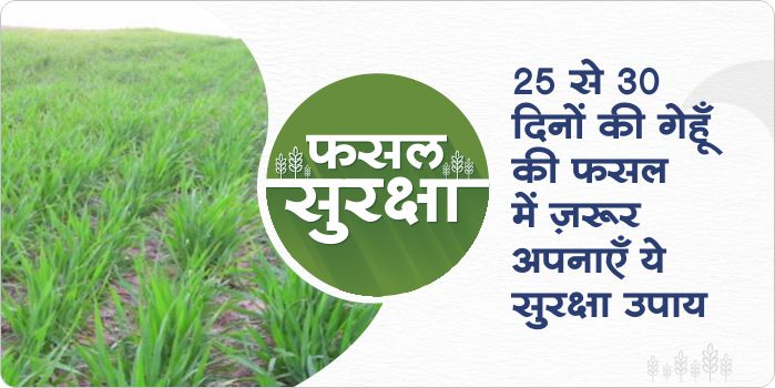 Protection measures in wheat crop in 25-30 days