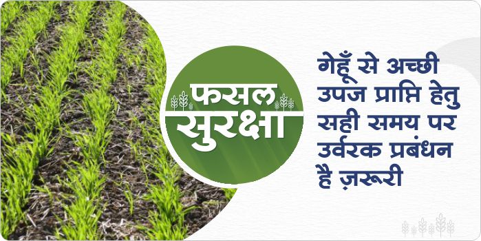 Benefits of fertilizer management in wheat crop