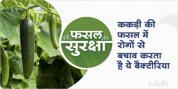 Importance of Zinc Soluble Bacteria in Cucumber