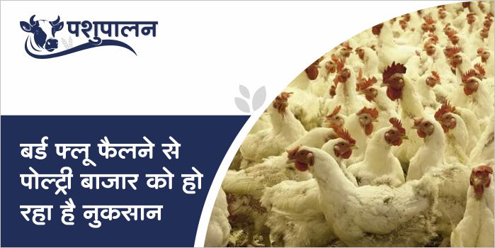 Bird flu havoc in many states including Madhya Pradesh