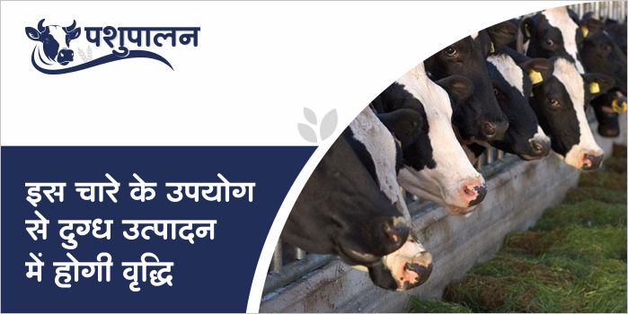 Increase milk production with the help of silage in dairy farming