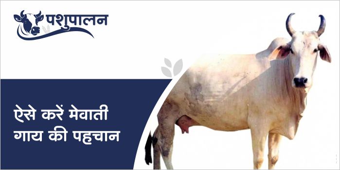 Know what is the identity of Mewati cow