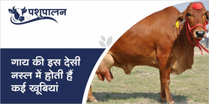 What is the specialty of Gir Cow