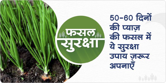 Crop protection in onion crop 50-60 days