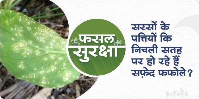 How to control white rust disease in mustard crops