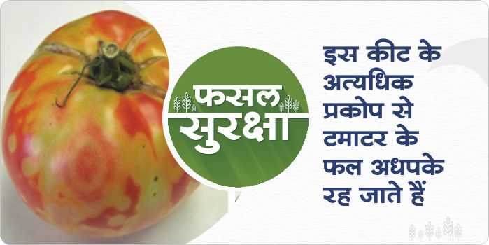 Management of spotted wilt virus in Tomato