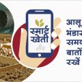 Precautions to be followed during storage in potato crop