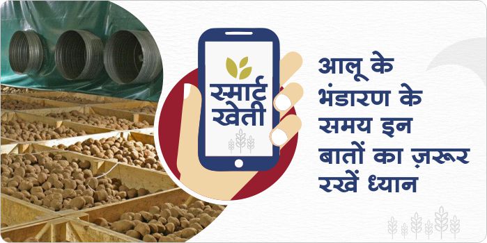 Precautions to be followed during storage in potato crop