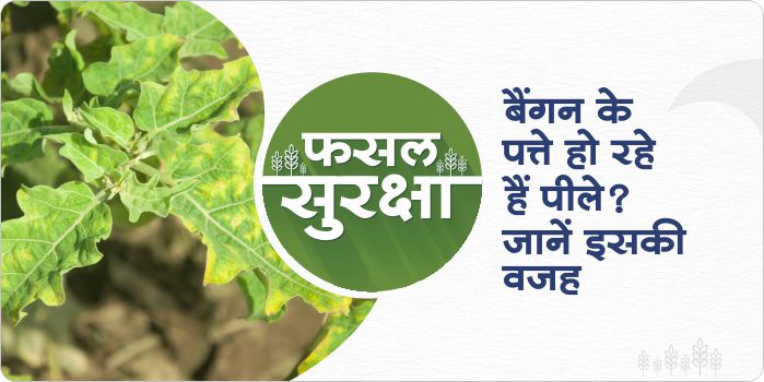 What causes brinjal leaves to become yellow