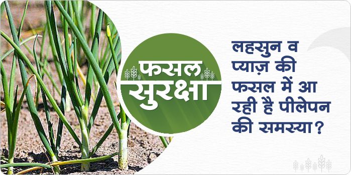 What is the reason of yellowing of garlic and onion leaves