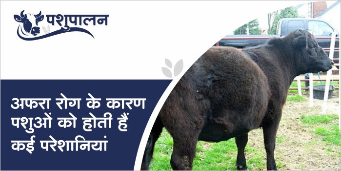 Prevention of Bloat disease in Animals Ruminant