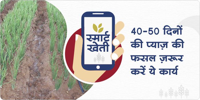 40 - 50 days crop management in onion crop