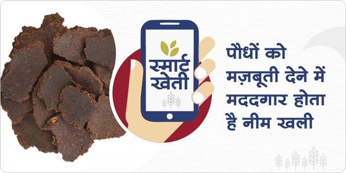 What is Neem cake and how to use it