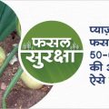 Crop management in onion in 50 - 60 days