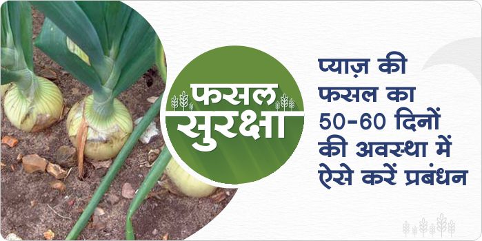 Crop management in onion in 50 - 60 days