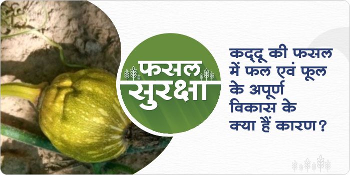 The reason for incomplete growth of fruits and flowers in pumpkin crop