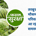 These diseases can be caused due to change in weather in watermelon crop