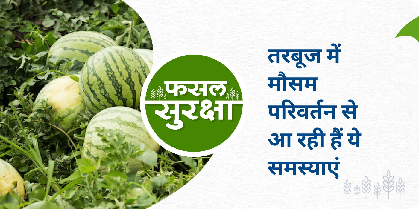 These diseases can be caused due to change in weather in watermelon crop