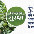 Benefits of crop management in 15-20 days in green gram crop