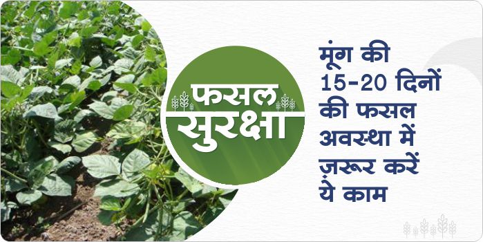 Benefits of crop management in 15-20 days in green gram crop