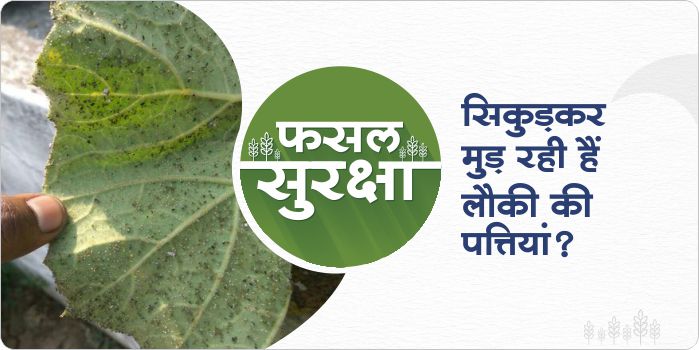 How to control aphid in bottle gourd crop