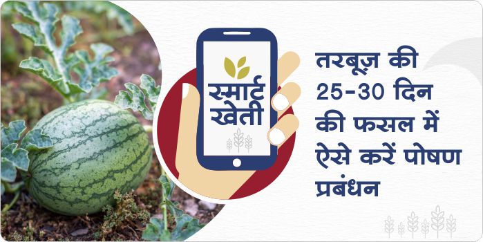 Benefits of nutrition management in watermelon crop in 25 to 30 days