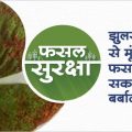 How to control Blight in Summer moong crop