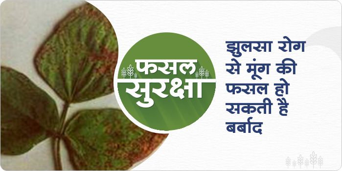 How to control Blight in Summer moong crop