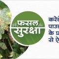 How to control powdery mildew in bitter gourd crops