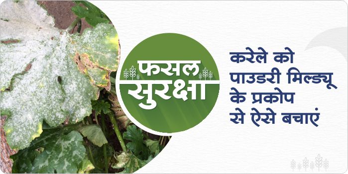 How to control powdery mildew in bitter gourd crops