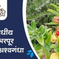 Ashwagandha gives many health benefits