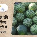 When the war broke out in two princely states of Rajasthan for the production of watermelon