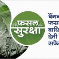 White fly management in brinjal crop